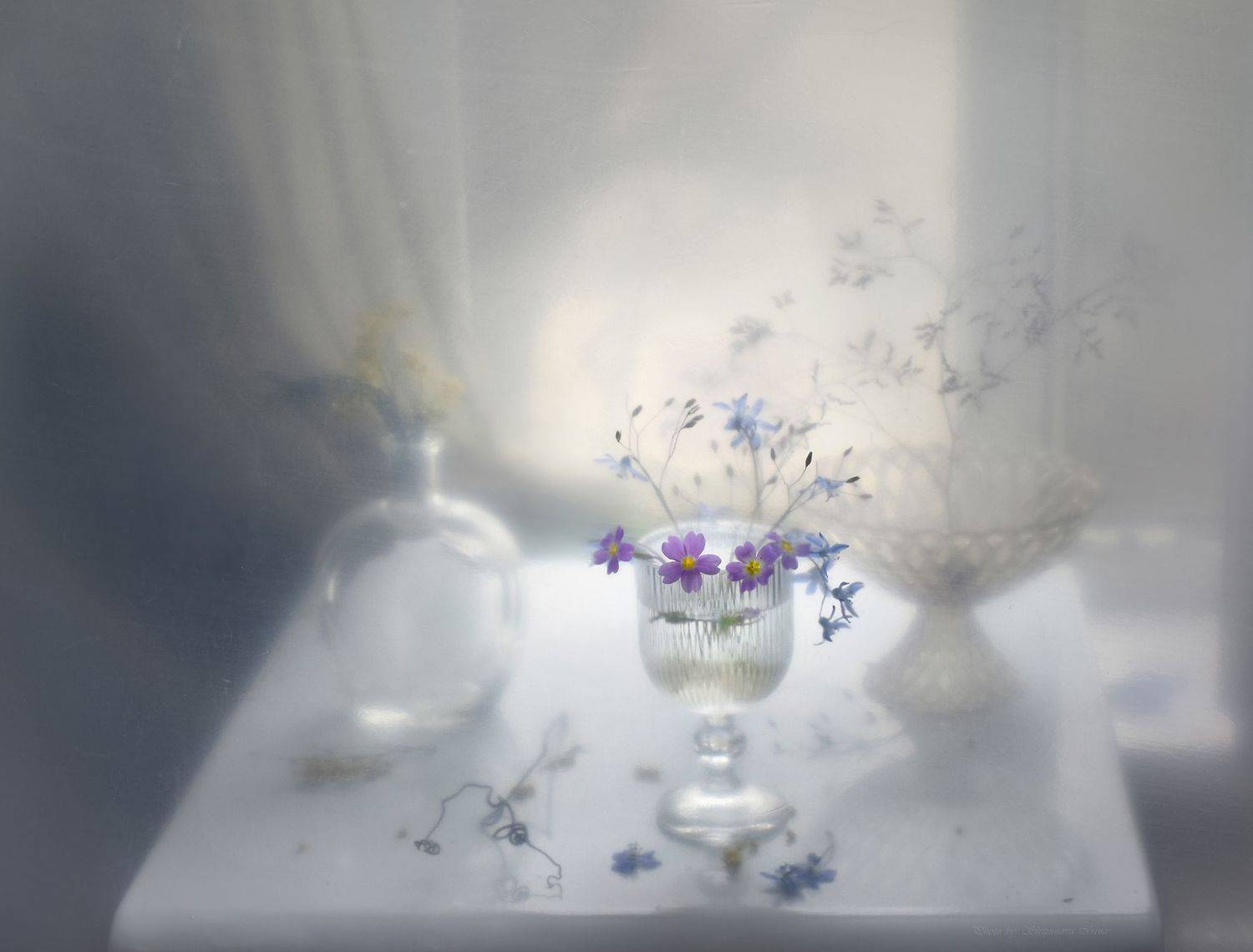 , Ирина Шипунова