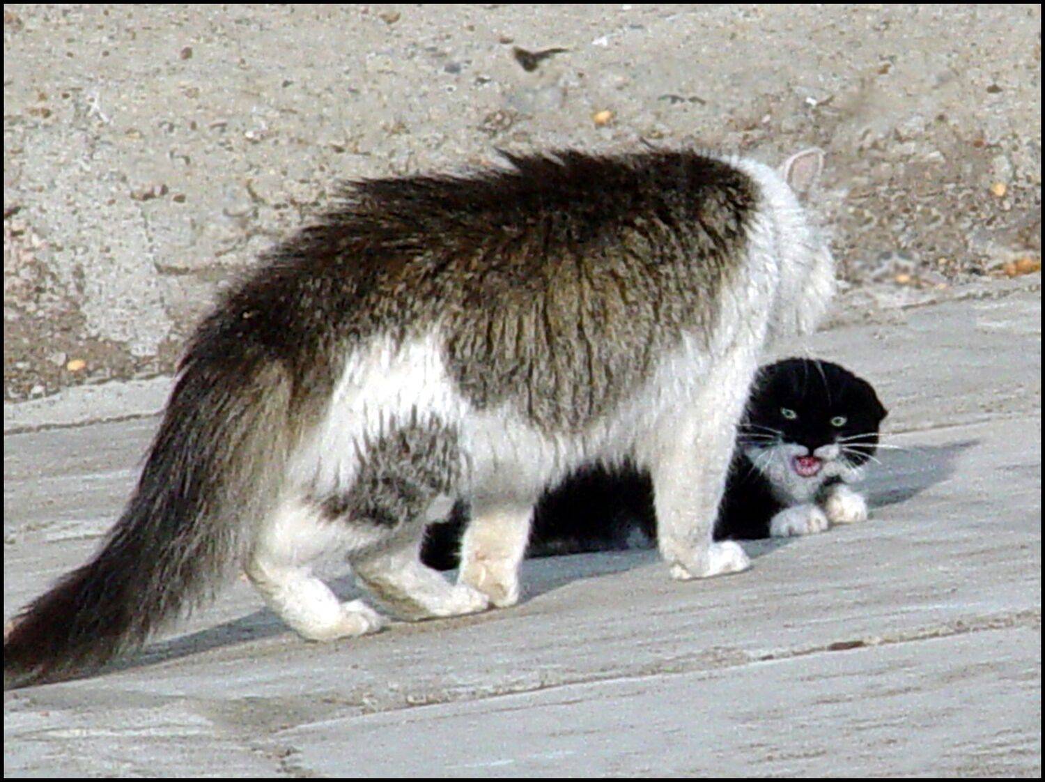 , Меднов Влад