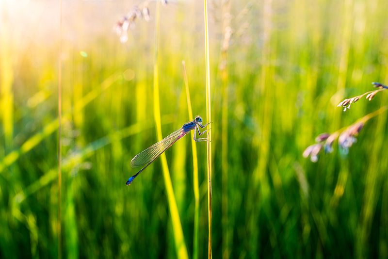Blue Dragonfly фото превью