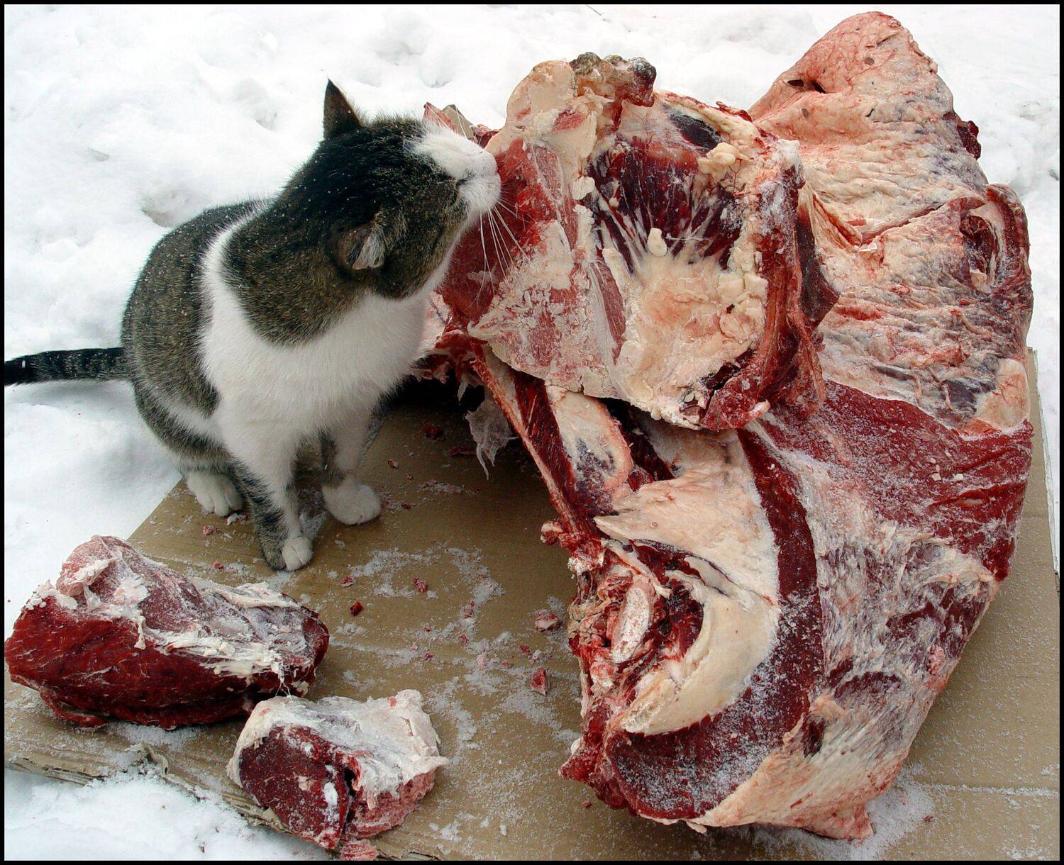 , Меднов Влад