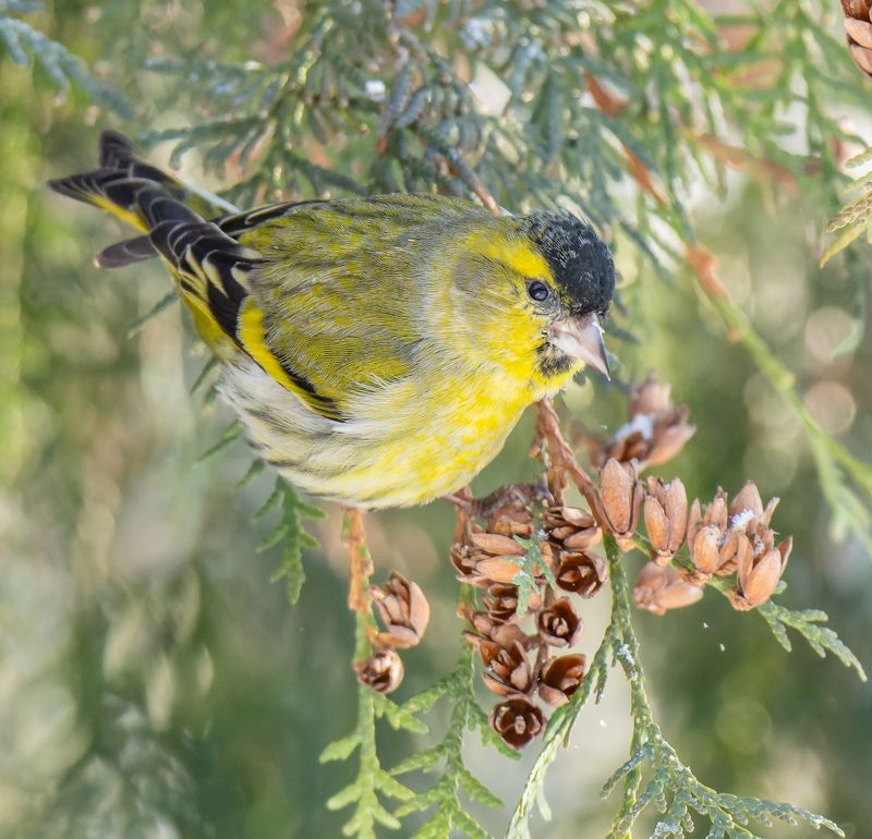 *** фото превью