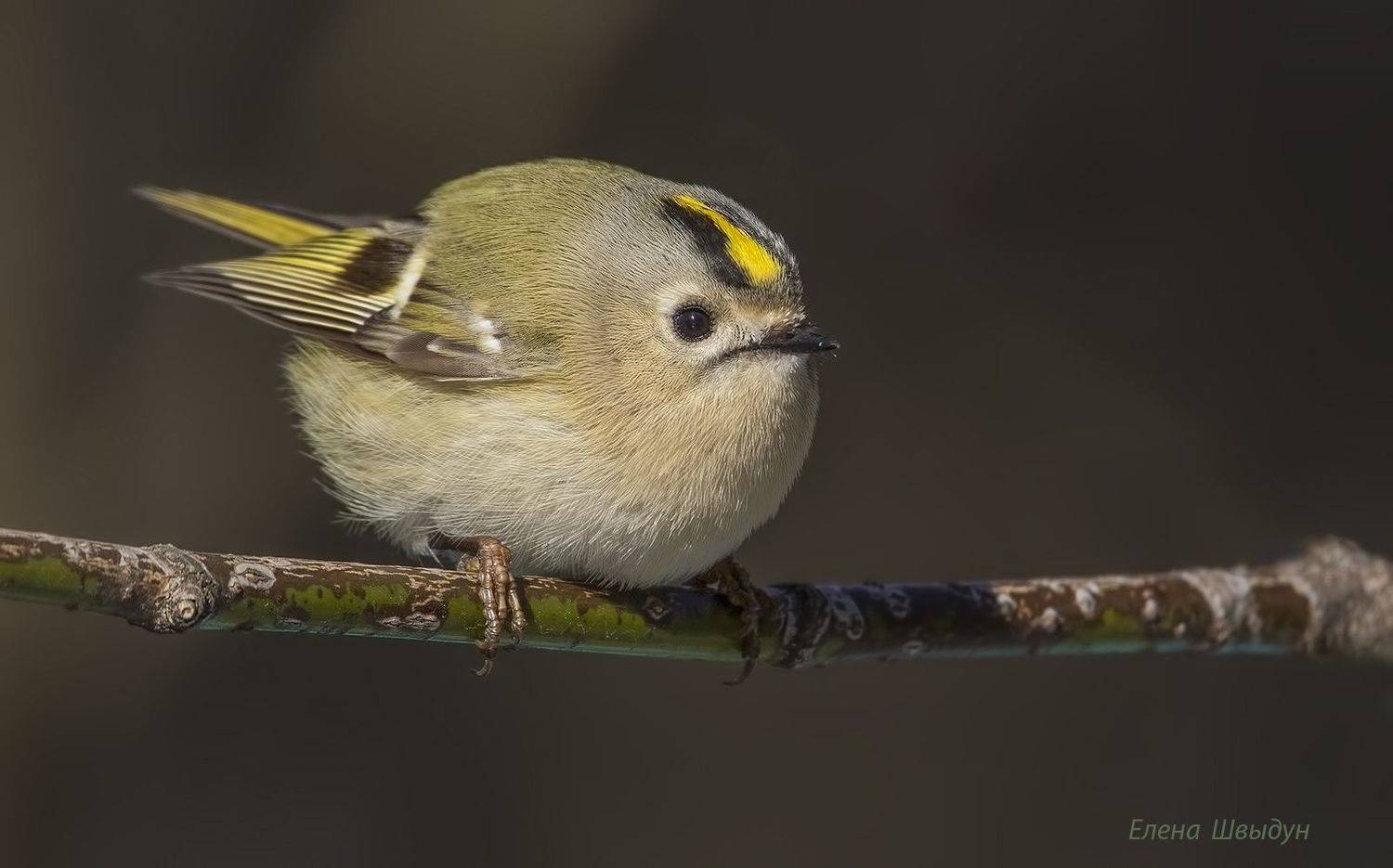 , Елена Швыдун
