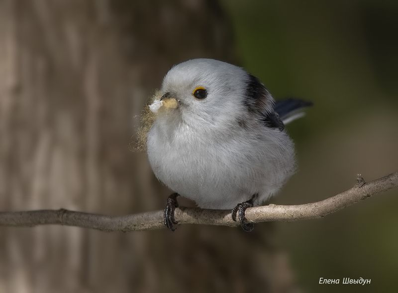 Long tailed tit фото превью