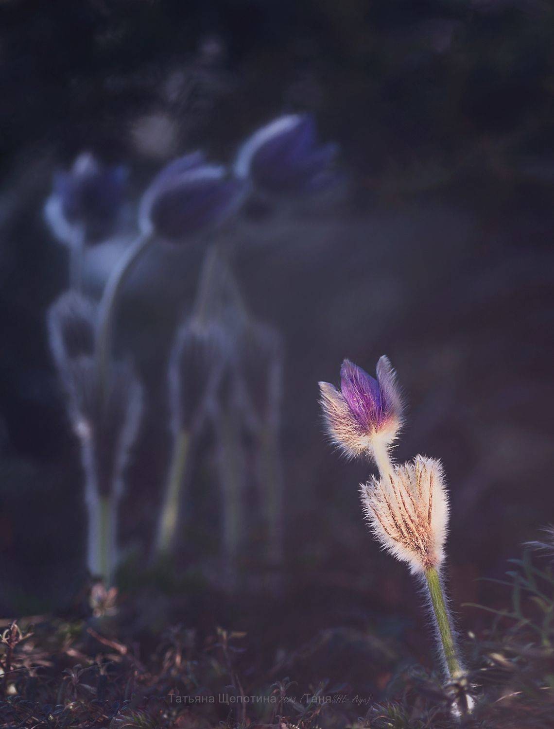 крым, сонтрава, crimea, nature, Щепотина Татьяна