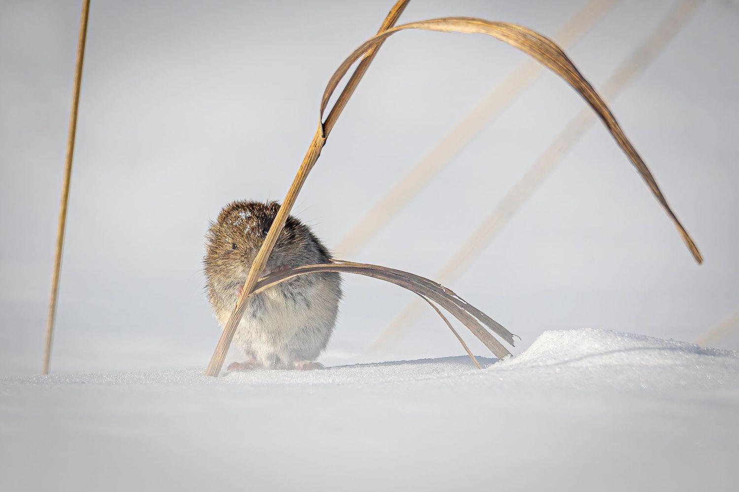 обыкновенная полевка, Дина Нестеркова