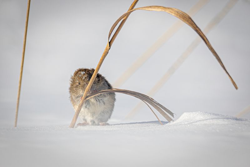 обыкновенная полевка Спрятался фото превью