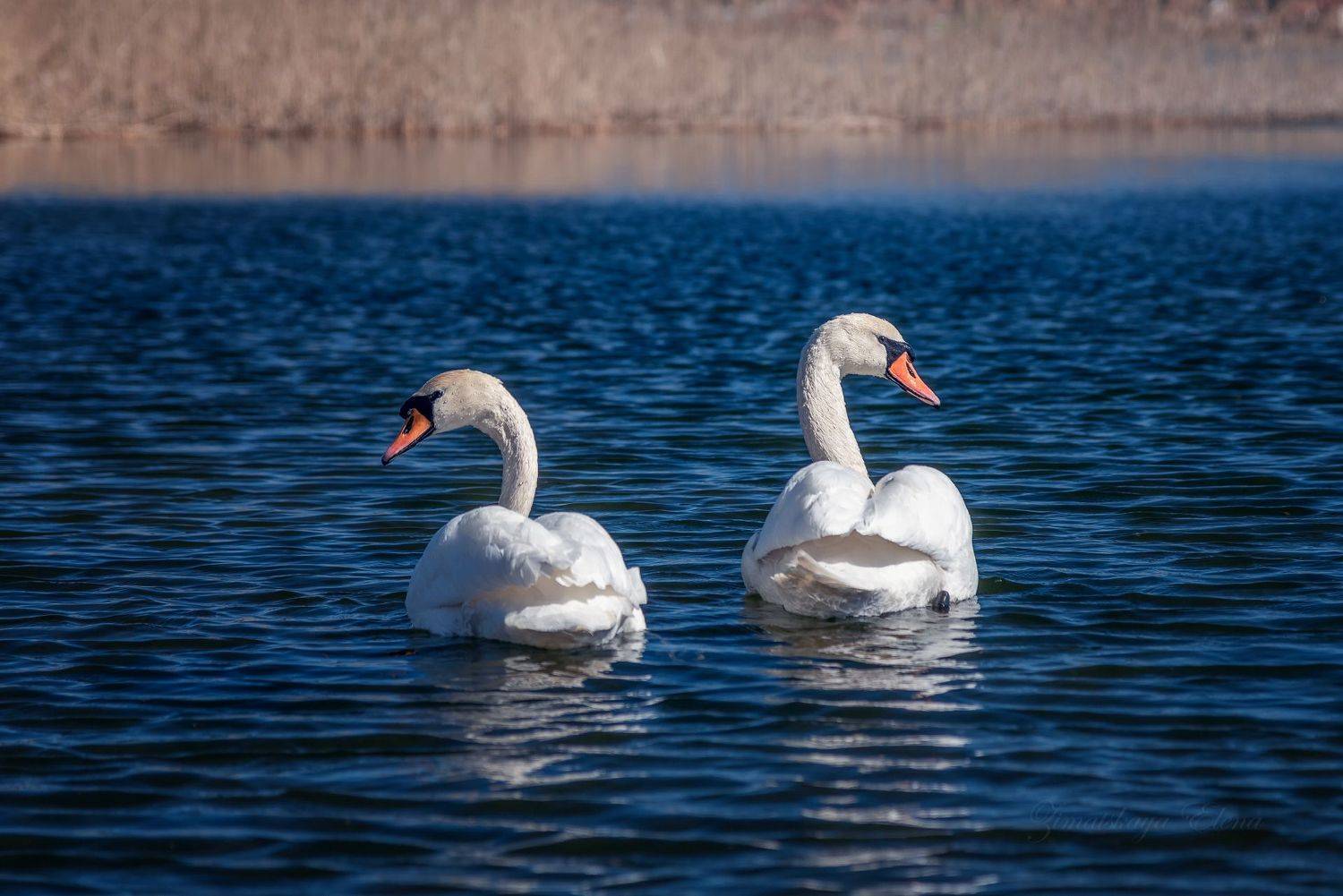 , Елена Зимацкая