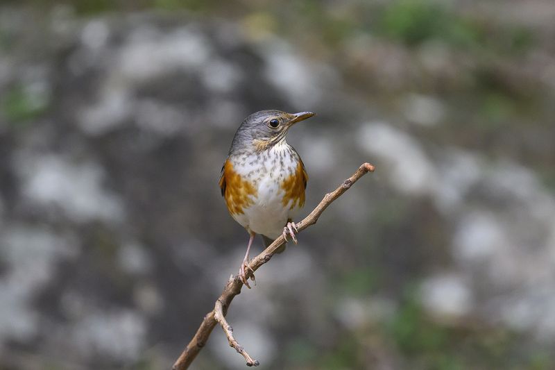 #birds #nature  фото превью