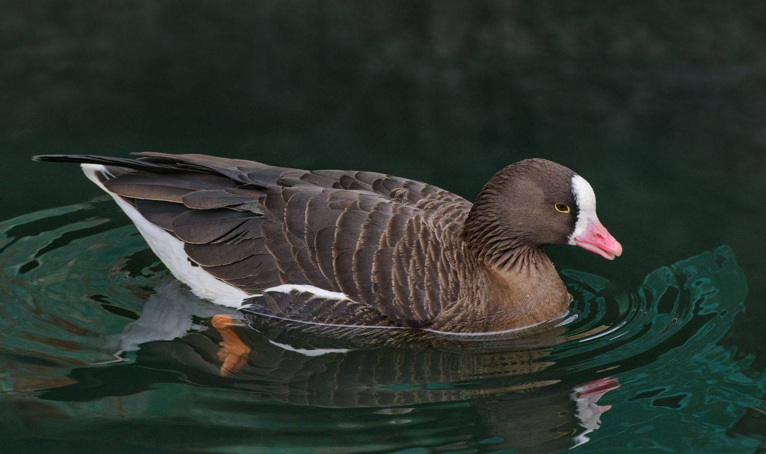 #bird #wildlife #nature #birdphotography, Александр Семенов