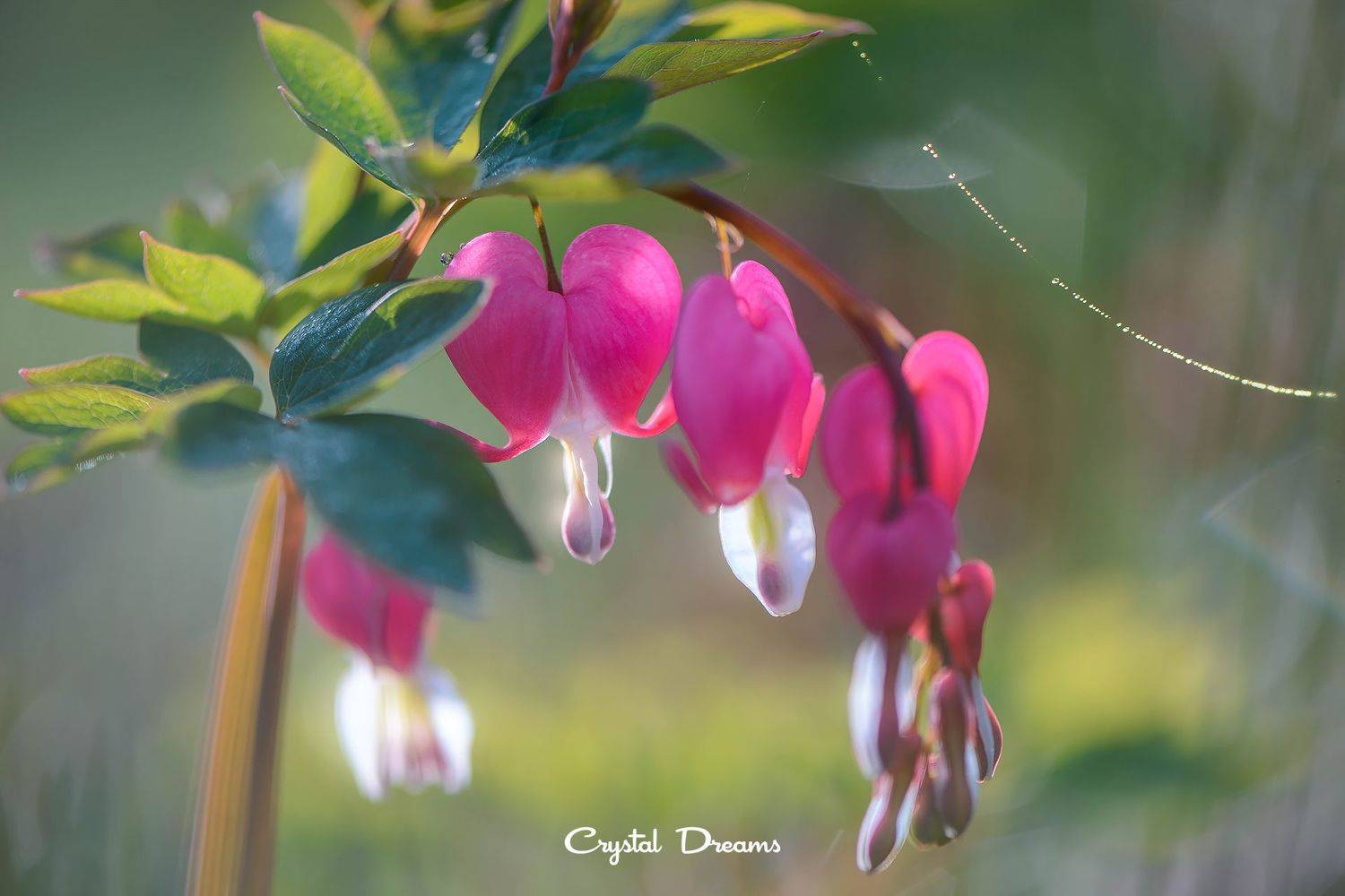 , Татьяна Крылова