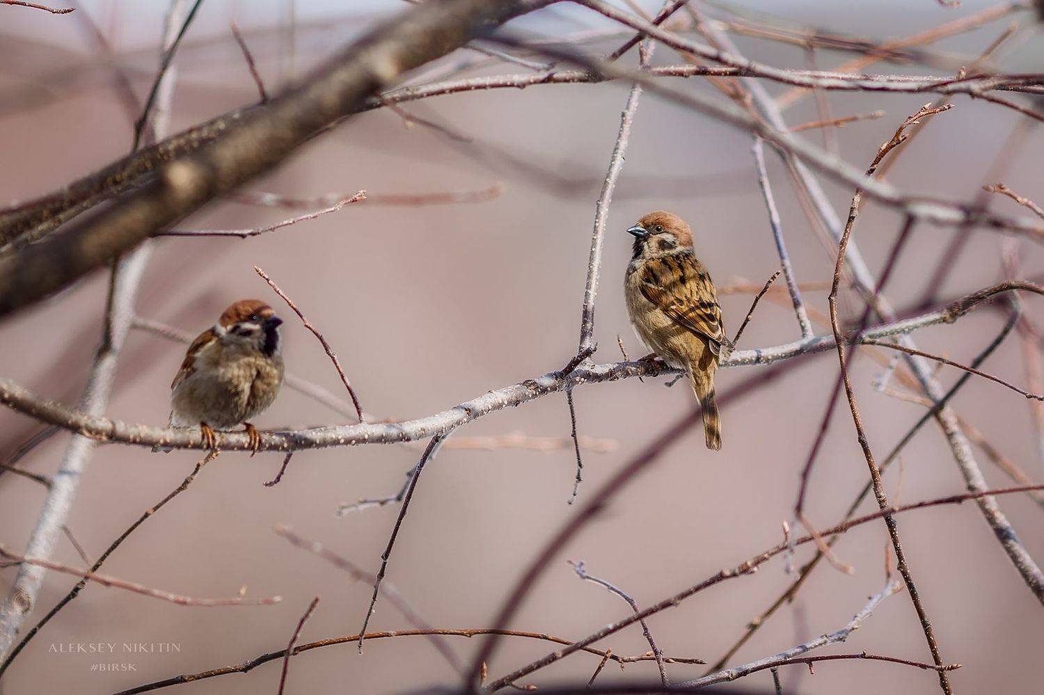 , Никитин Алексей