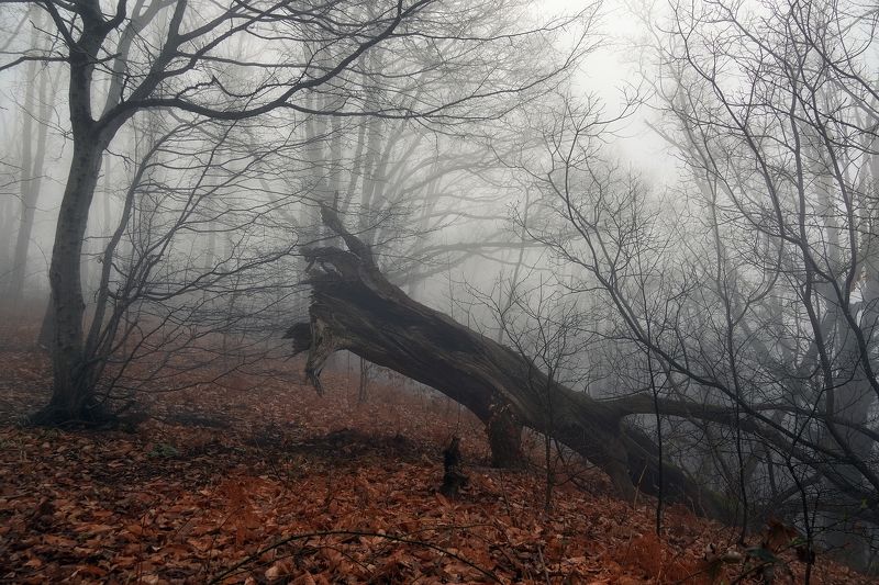 Среди немолчного напева Глубокой тишины лесной… фото превью