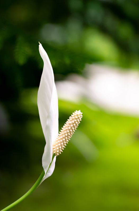 женское счастье, спатифиллум, spathiphyllum, ароидные, araceae, цветок, приап Женское счастье фото превью