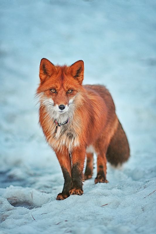 Лис Феликс фото превью