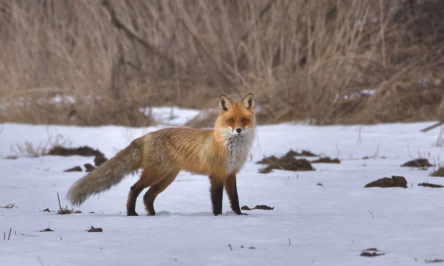 , Макеев Алексей