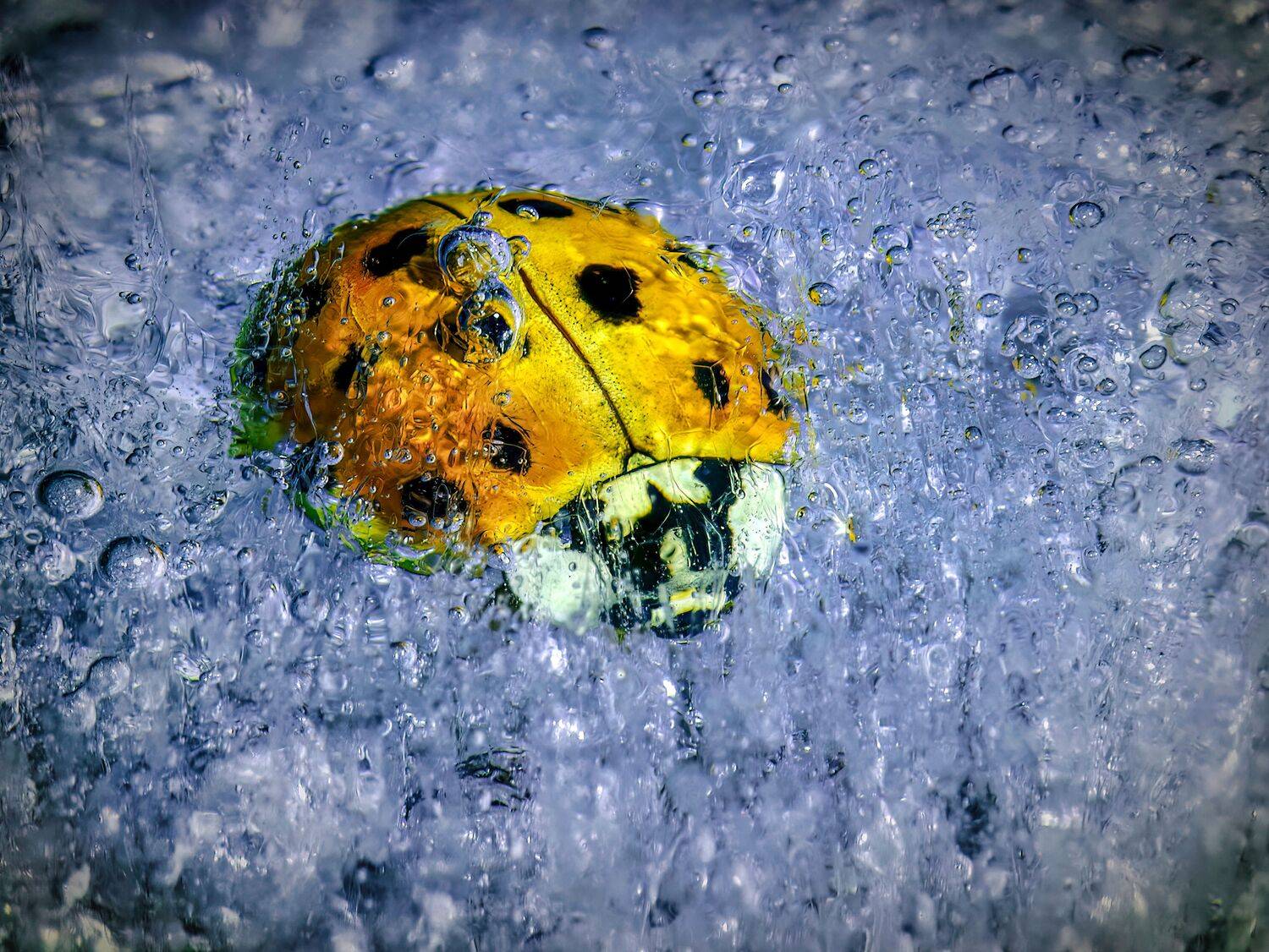 ice, frozen, ladybug, insect, nature, winter, macrophoto, insectfrozen, macrophotography, coleoptera,, Stephane