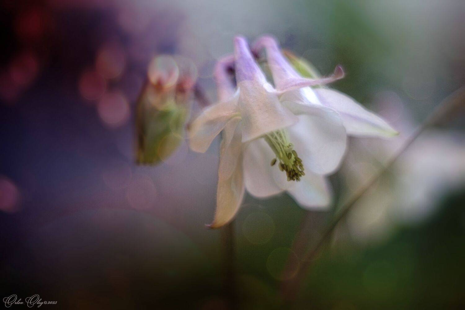 , Орлов Олег