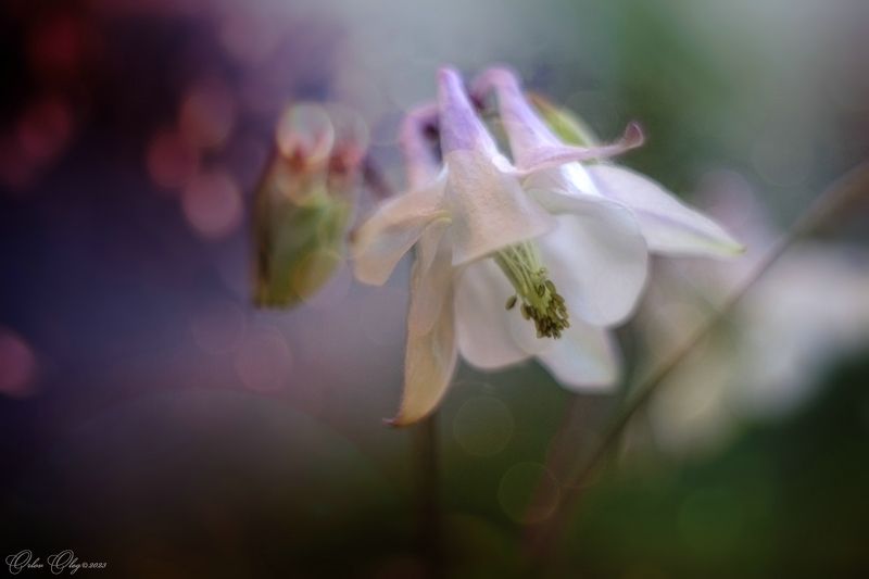 Аквилегия... фото превью