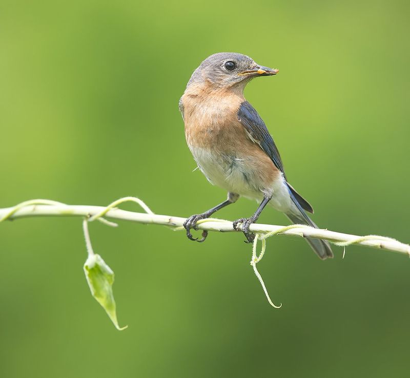 восточная сиалия, eastern bluebird, bluebird Eastern Bluebird. female -Восточная сиалия. самка фото превью