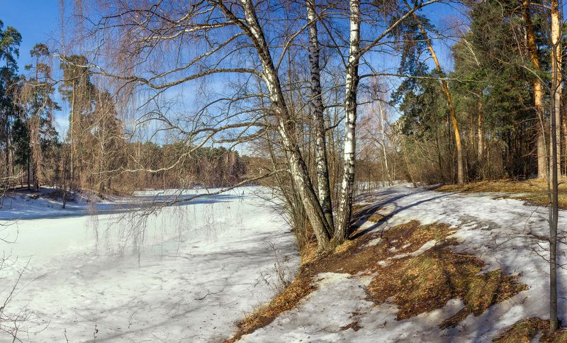 москва, весна, берёзы, снег, проталины Весна фото превью