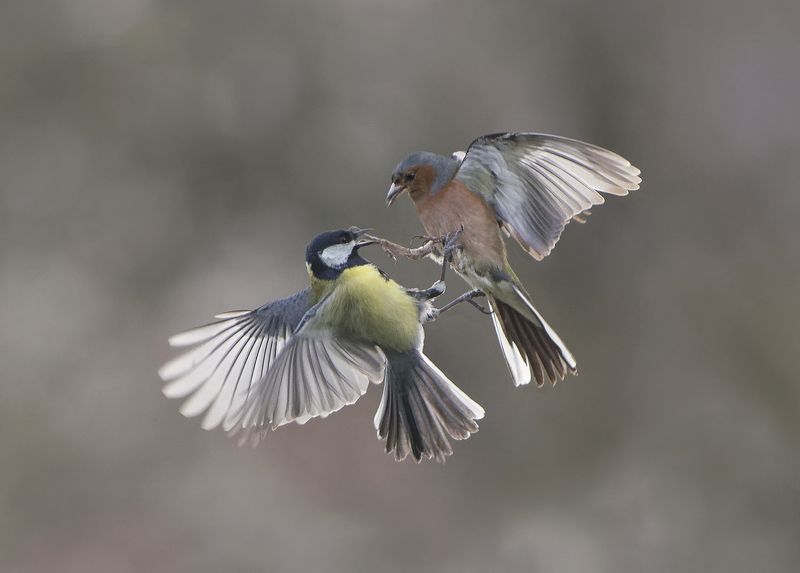 Битва фото превью