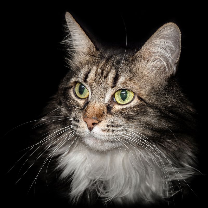 Умный Васька фото превью