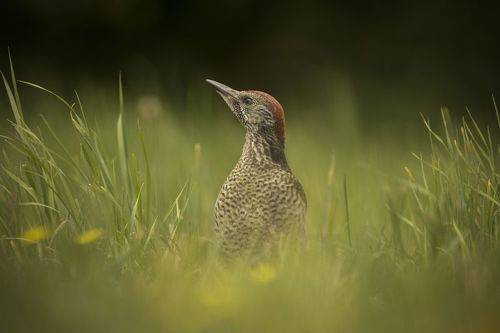 Green woodpecker