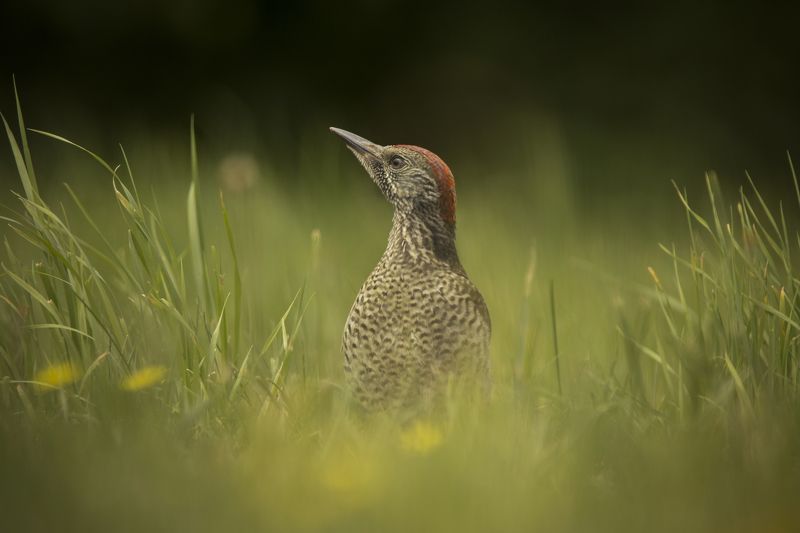Green woodpecker фото превью