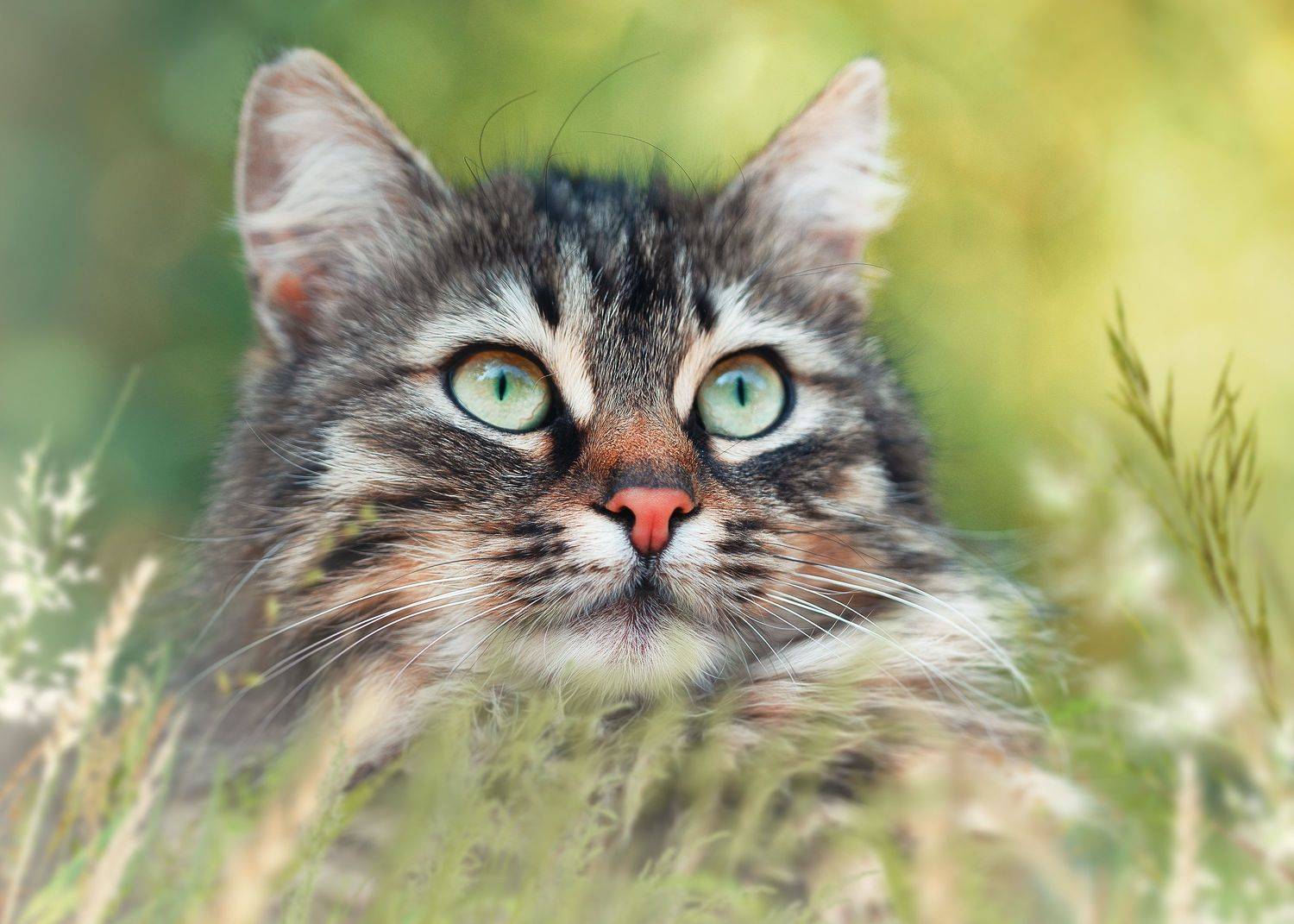 cat, animal, georgia, PAPKIAURI TORNIKE