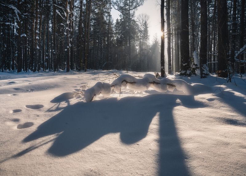 Зимний лес… Winter forest… фото превью