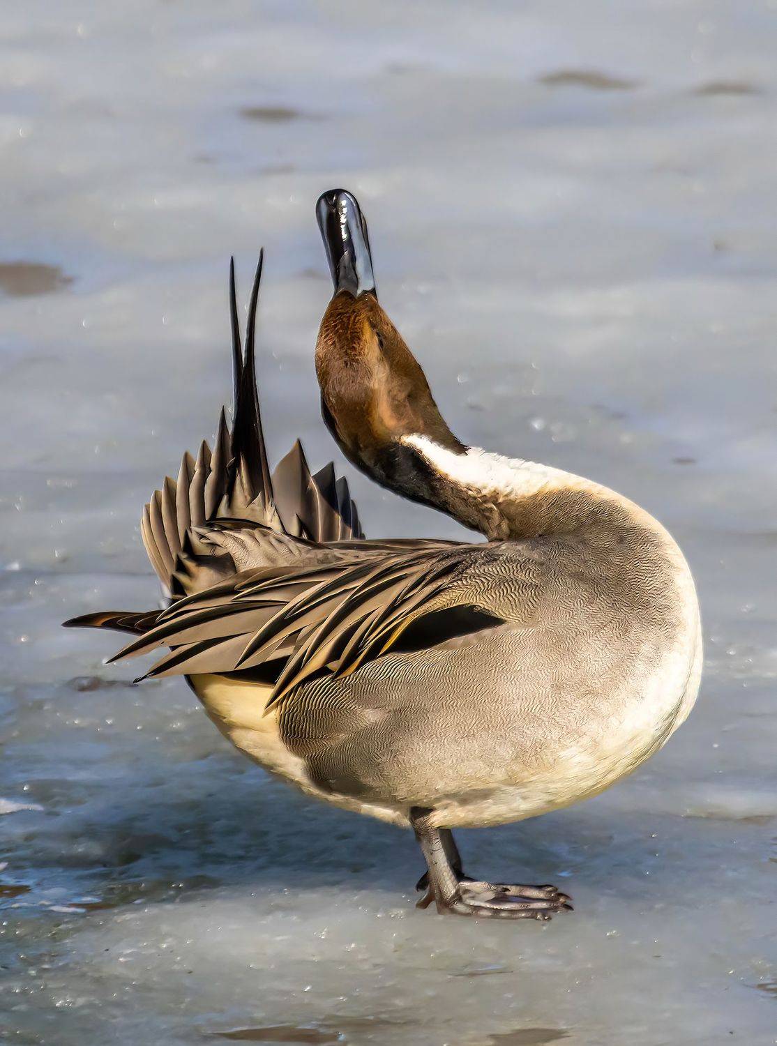 , Виктор Волынский