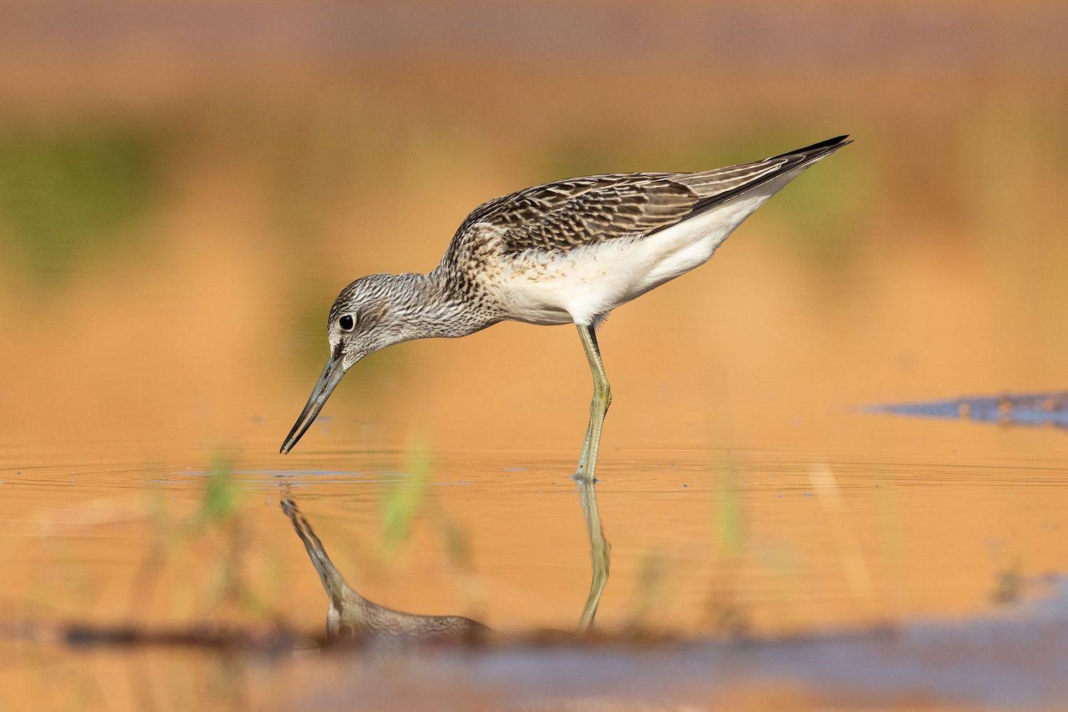 большой улит, greenshank, кулик, птица, birds, утро, рассвет, желтый, wildlife, Павел Краснослободцев