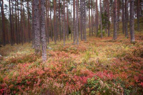Вспомним осень