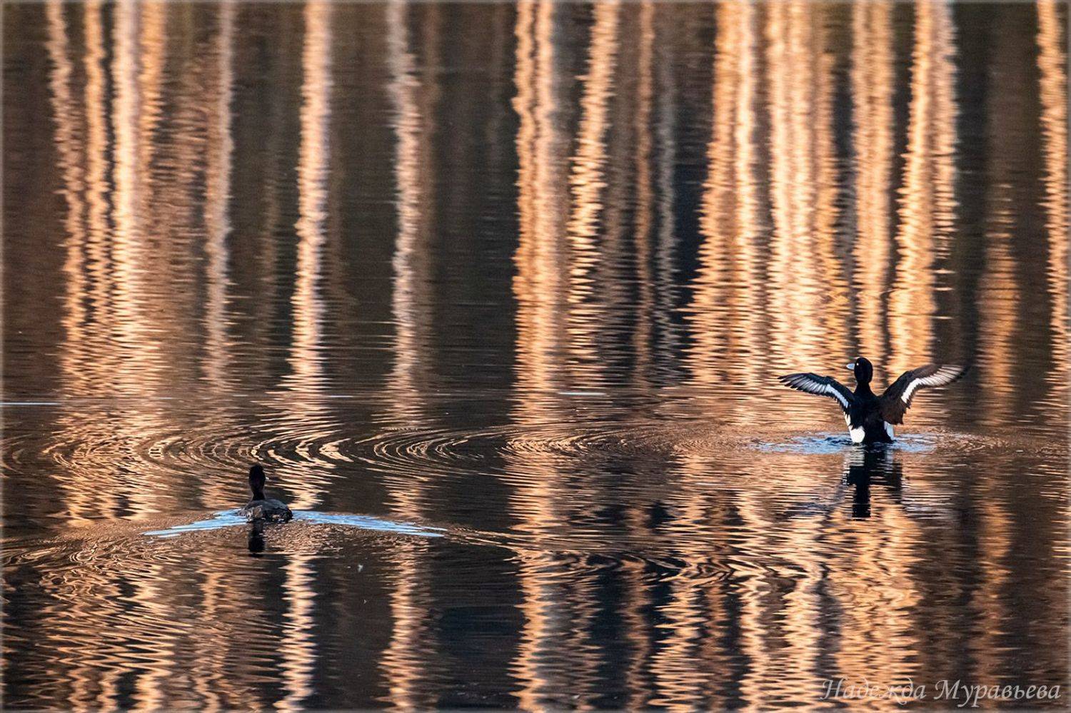 отражения, хохлатая чернеть, чернеть, птицы, сфдп, болото, рассвет,, Надежда Муравьёва