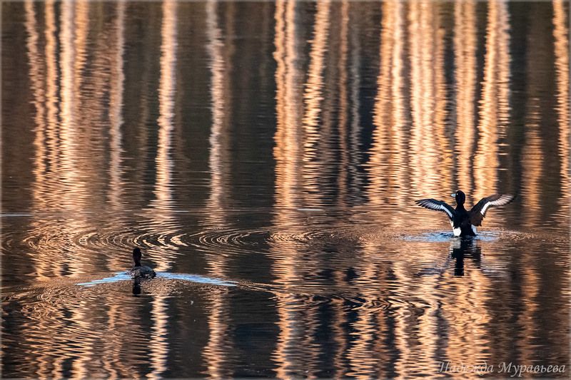 отражения, хохлатая чернеть, чернеть, птицы, сфдп, болото, рассвет, Весна фото превью