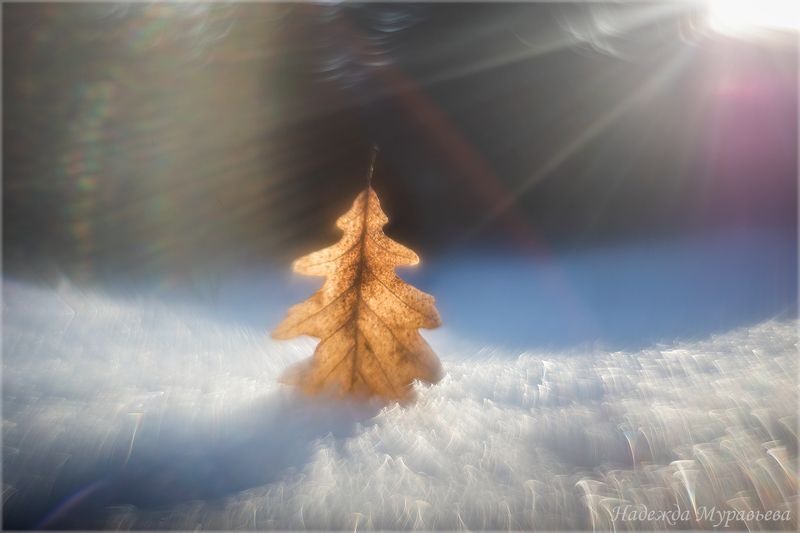 дуб, лист, свет, интерференция, снег, макро, арт, Свет фото превью