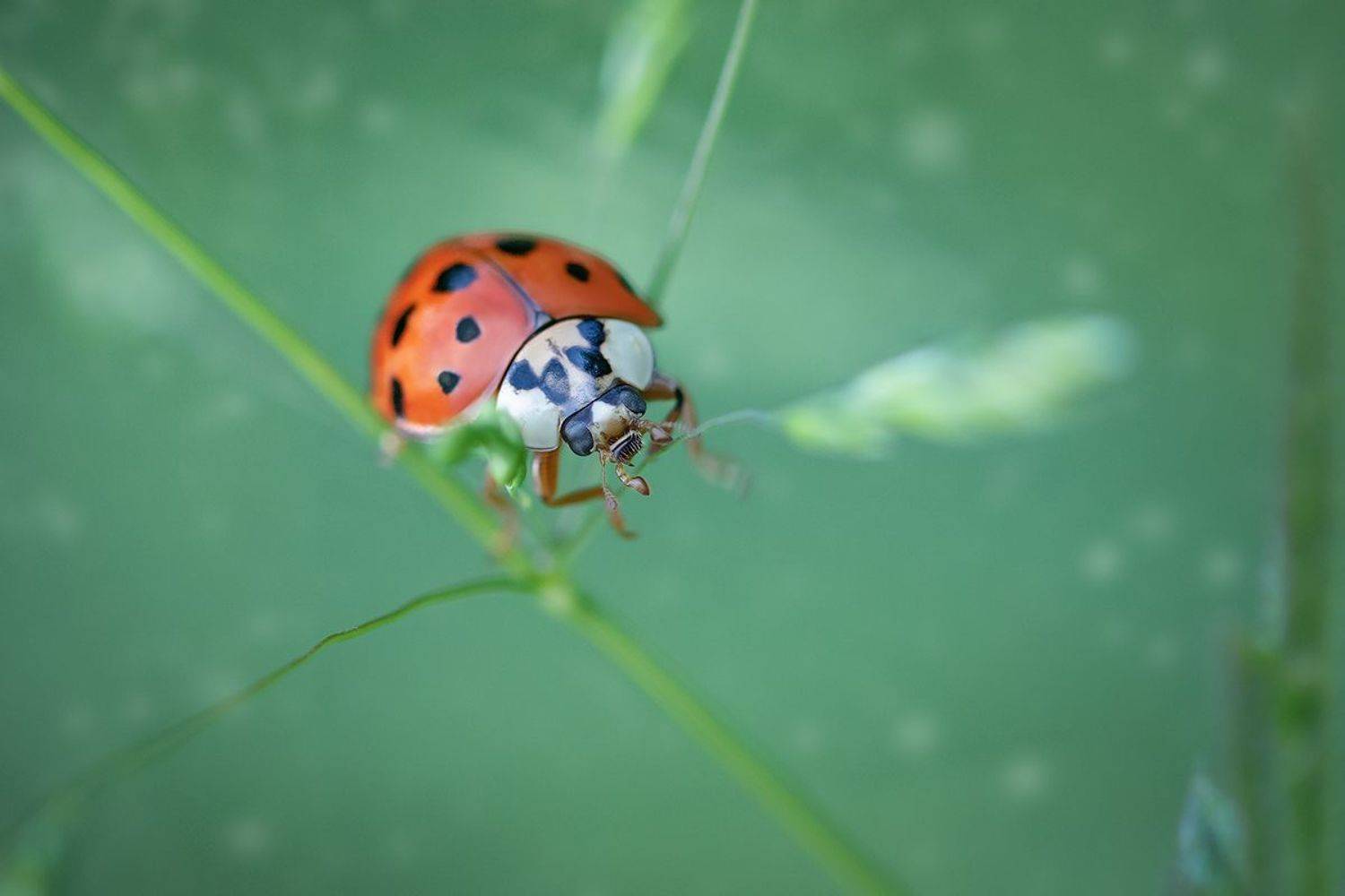 макро, божья коровка, макрофотография, ladybug, macro, Хилько Марина