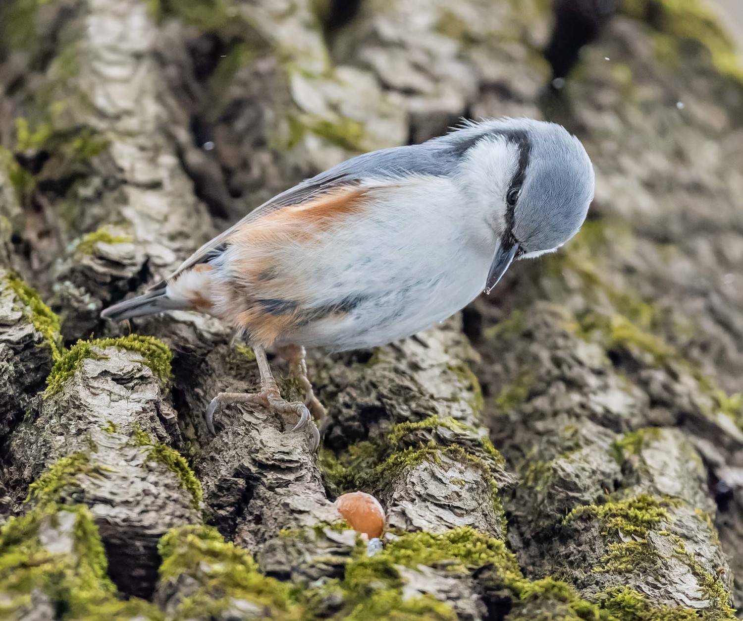 , Дэм Константин