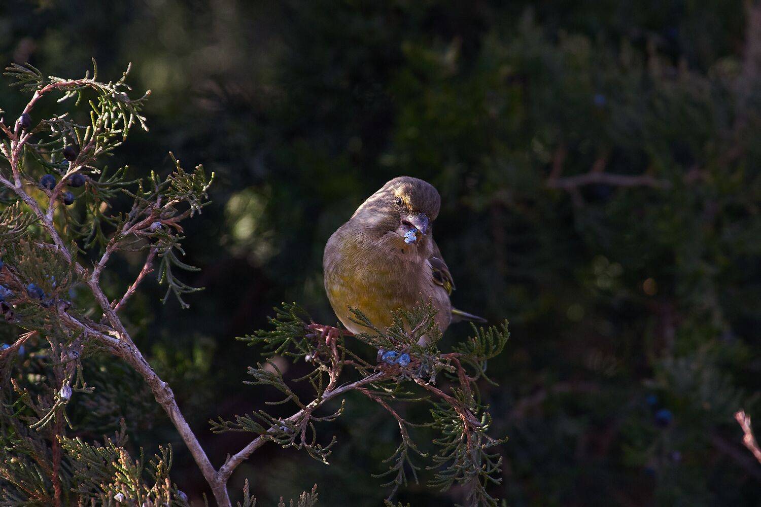 volgograd, russia, wildlife, Carduelis chloris, , Сторчилов Павел