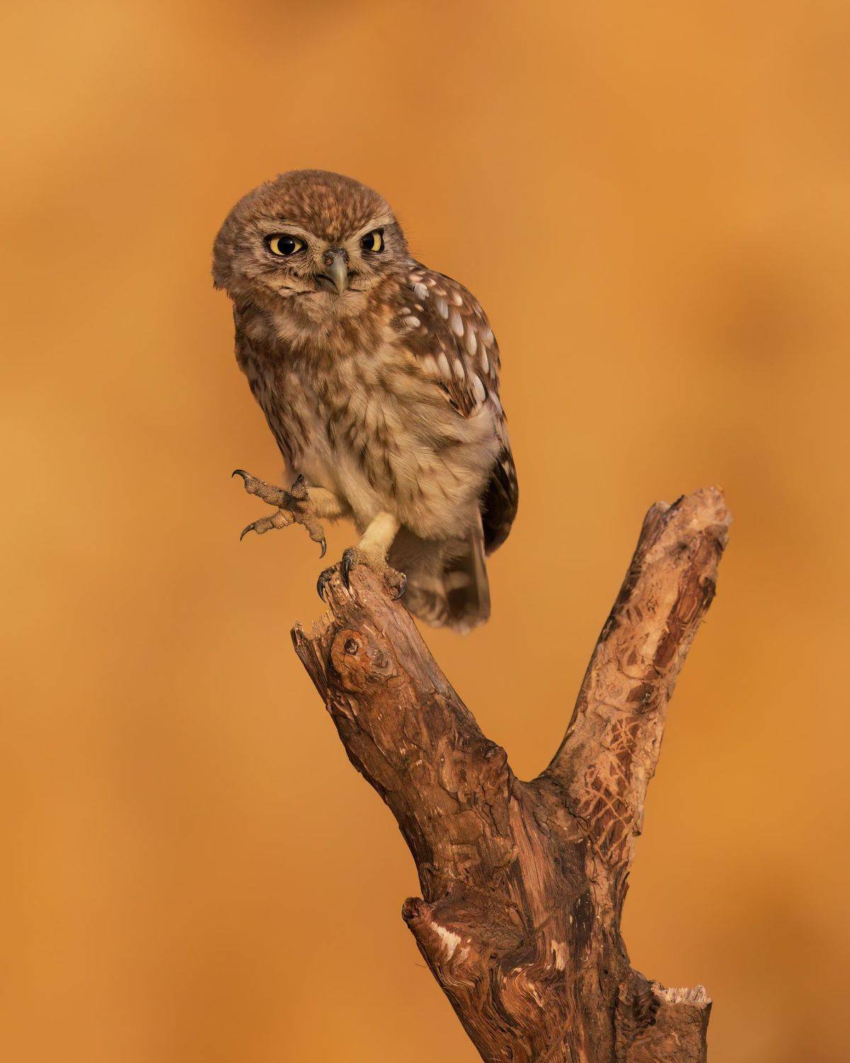 , Фруман Евгений