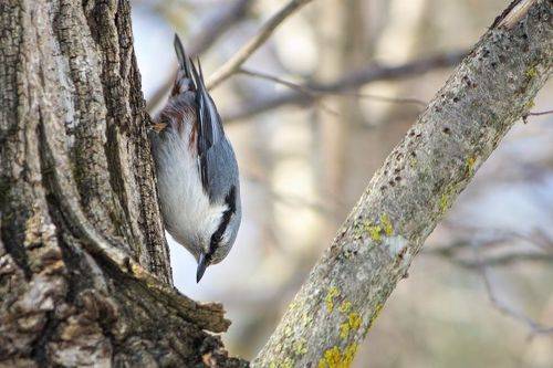 Ямщик (Sitta europaea).