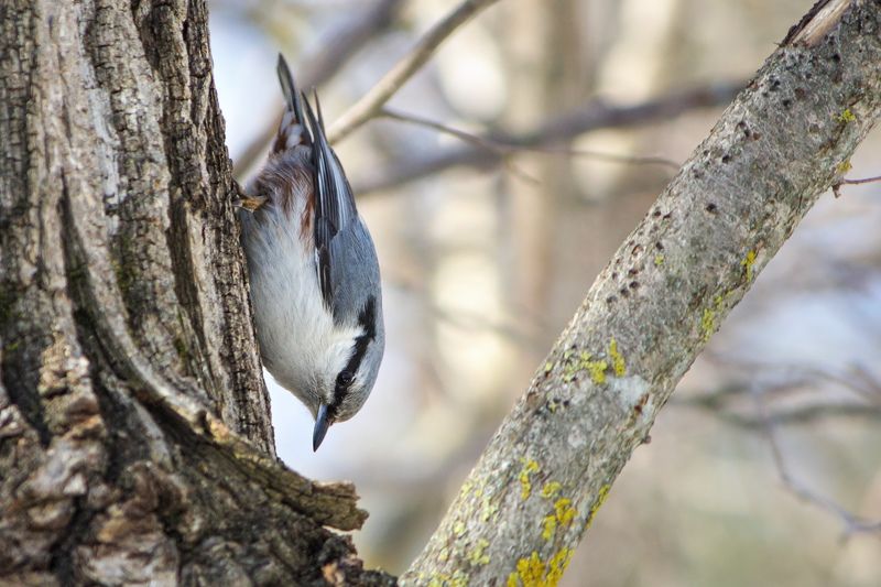 Ямщик (Sitta europaea). фото превью