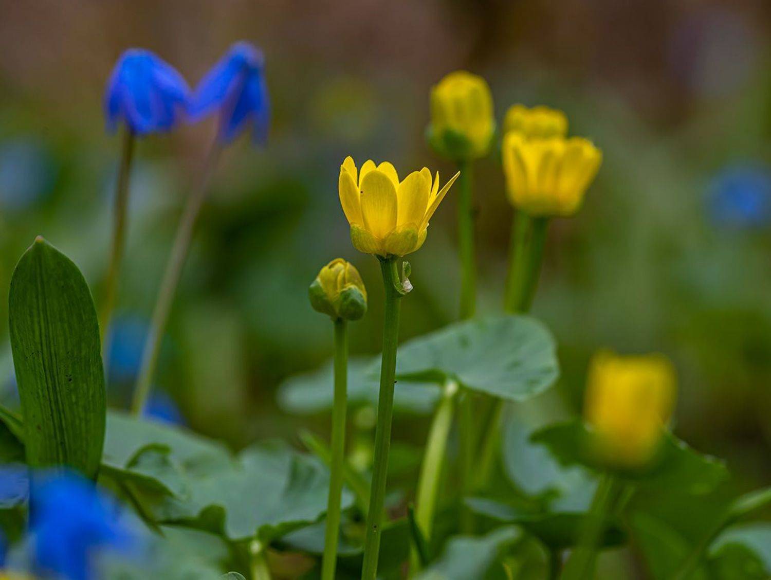 весна, цветы, чистяк весенний, пролески, бештау, Сергей Савчук