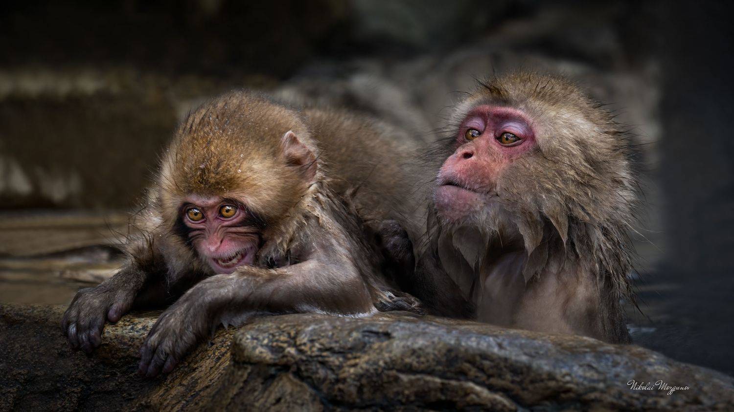 , Николай Мозгунов