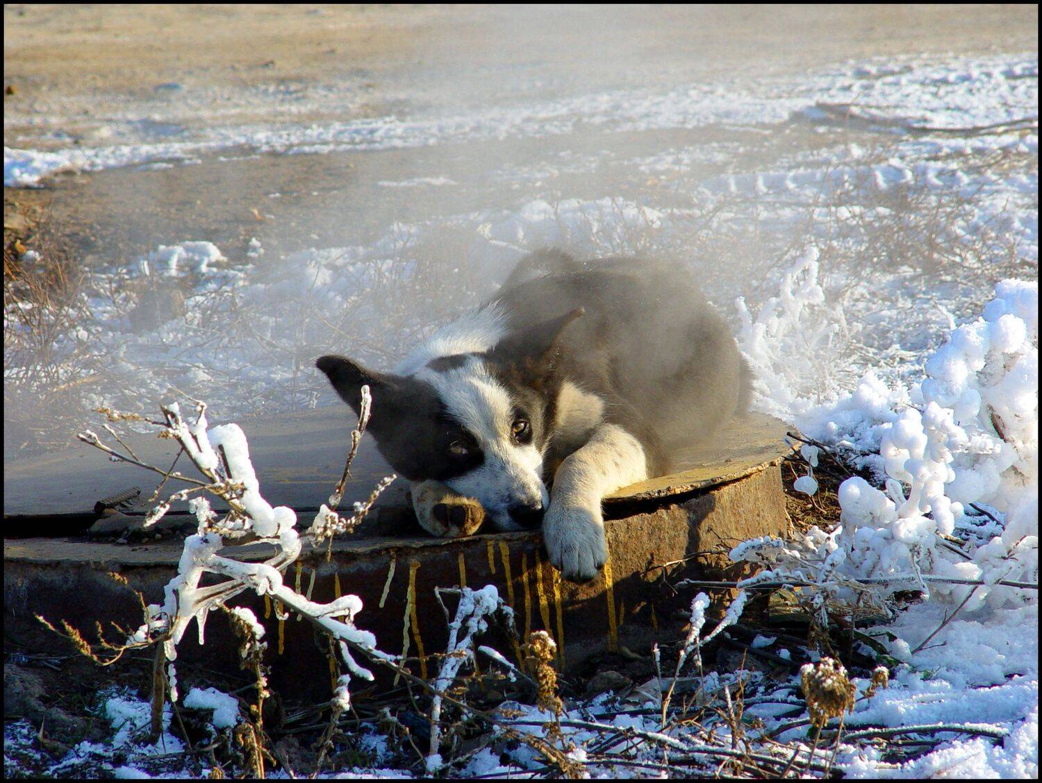 , Меднов Влад