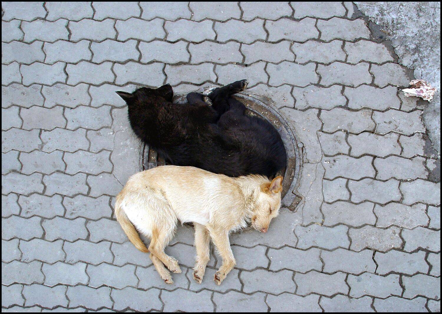 , Меднов Влад