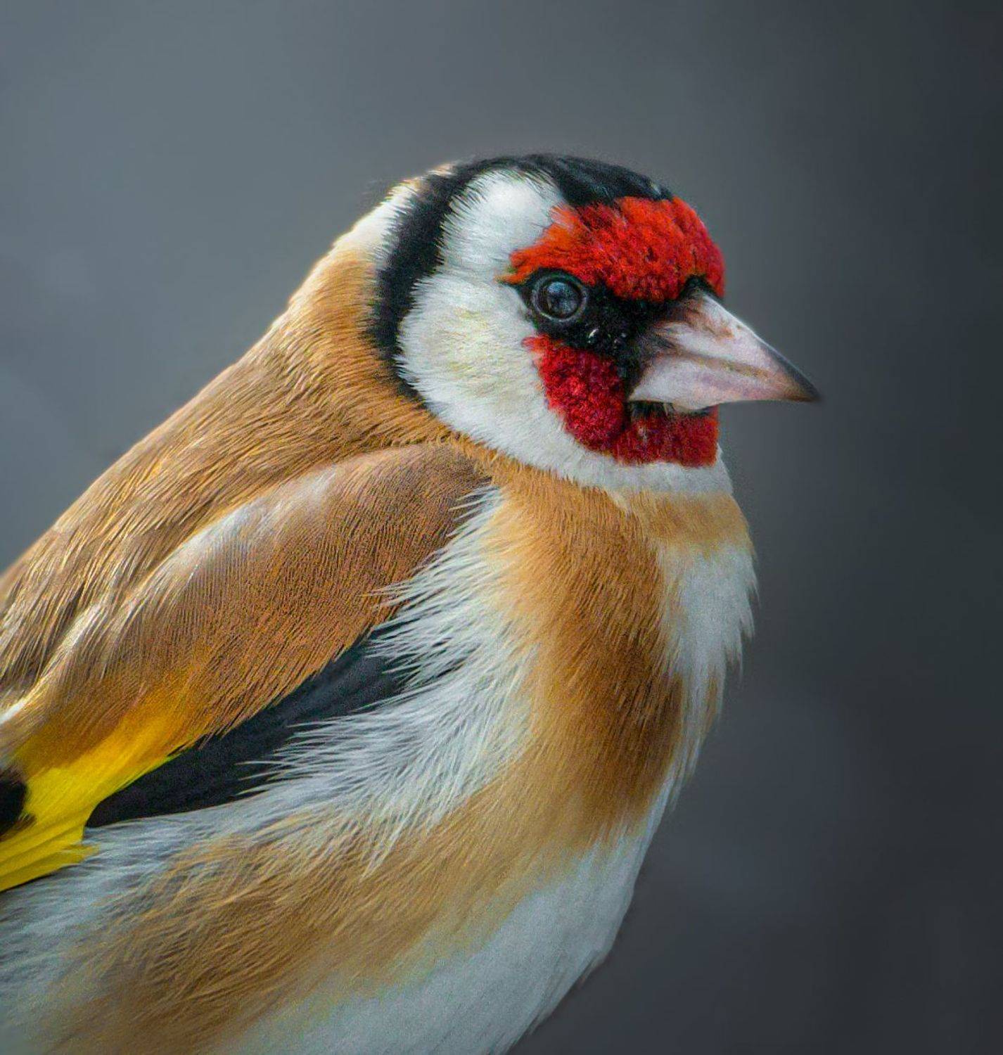 птицы россии, птицы москвы, фотоохота, наблюдение за птицами, птица, птицы, орнитология, nikon, birding, birdwatching, bird freak, Никон Александр