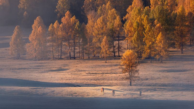 Морозное утро фото превью