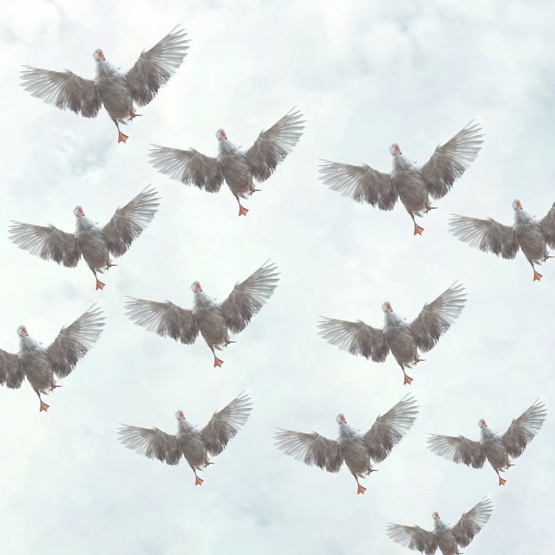 гуси Красиво летят фото превью