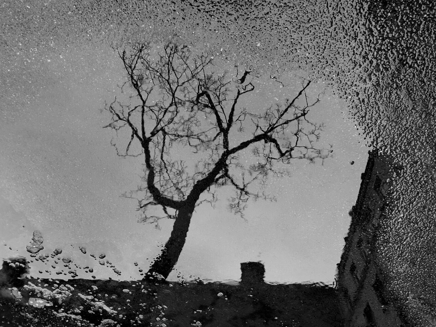 , Антон Лаба